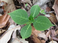 Hydrangea serrata