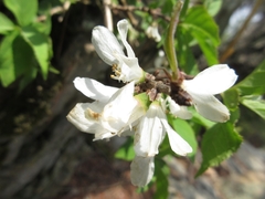 Deutzia uniflora