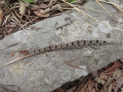 Phasianus colchicus karpowi