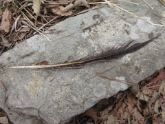 Phasianus colchicus karpowi