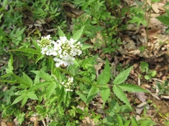 Cardamine leucantha