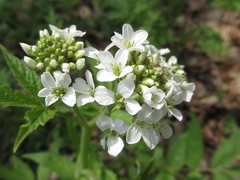 Cardamine leucantha