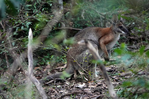 Black-striped Wallaby