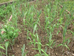 Polygonatum sibiricum