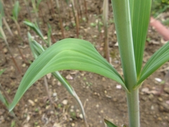Polygonatum sibiricum