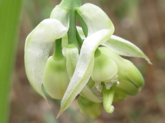 Polygonatum sibiricum