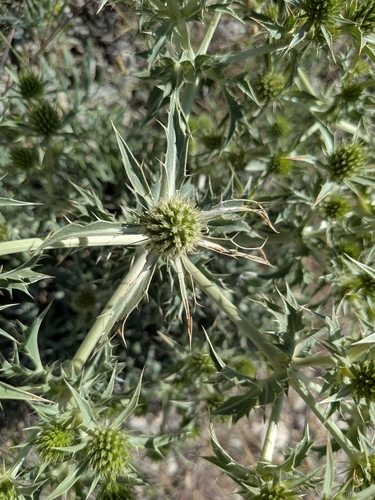 Field Eryngo
