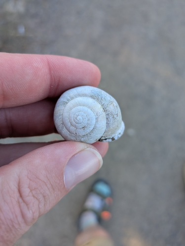 Chocolate-band Snail