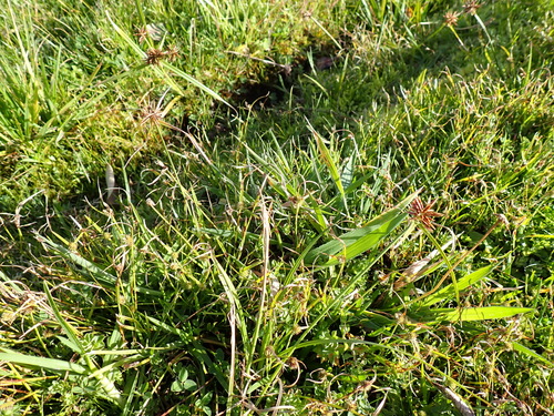 Cyperus congestus, photograph 6