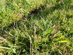 Cyperus congestus, photograph (c) Arnim Littek, some rights reserved (CC BY)