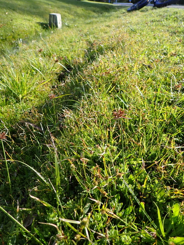 Cyperus congestus, photograph 5