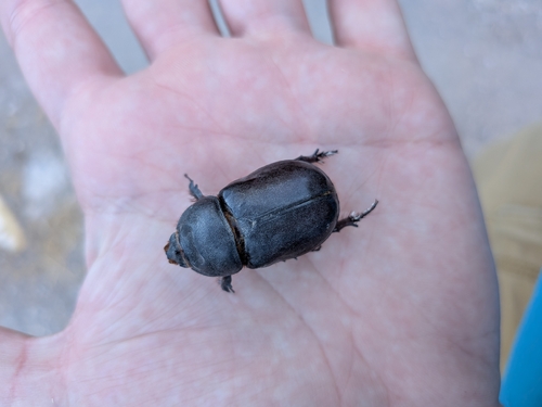 European Rhinoceros Beetle