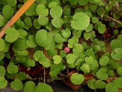 Fuchsia procumbens