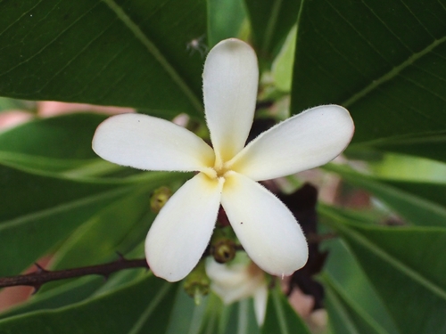 Plumeria krugii (Plumeria krugii)