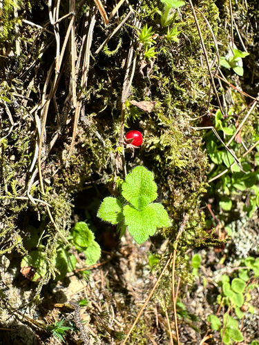 Hemiphragma heterophyllum, photograph 4