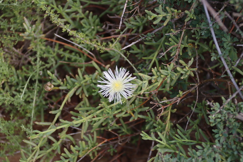 Mesembryanthemum splendens