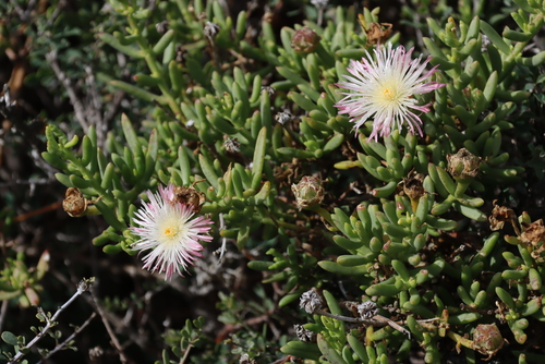 Mesembryanthemum splendens