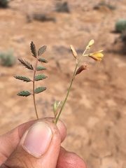 Hoffmannseggia drepanocarpa