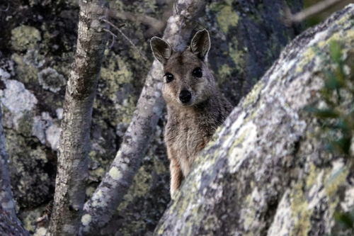Sharman's Rock Wallaby (Petrogale sharmani)