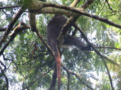 Cercopithecus ascanius schmidti