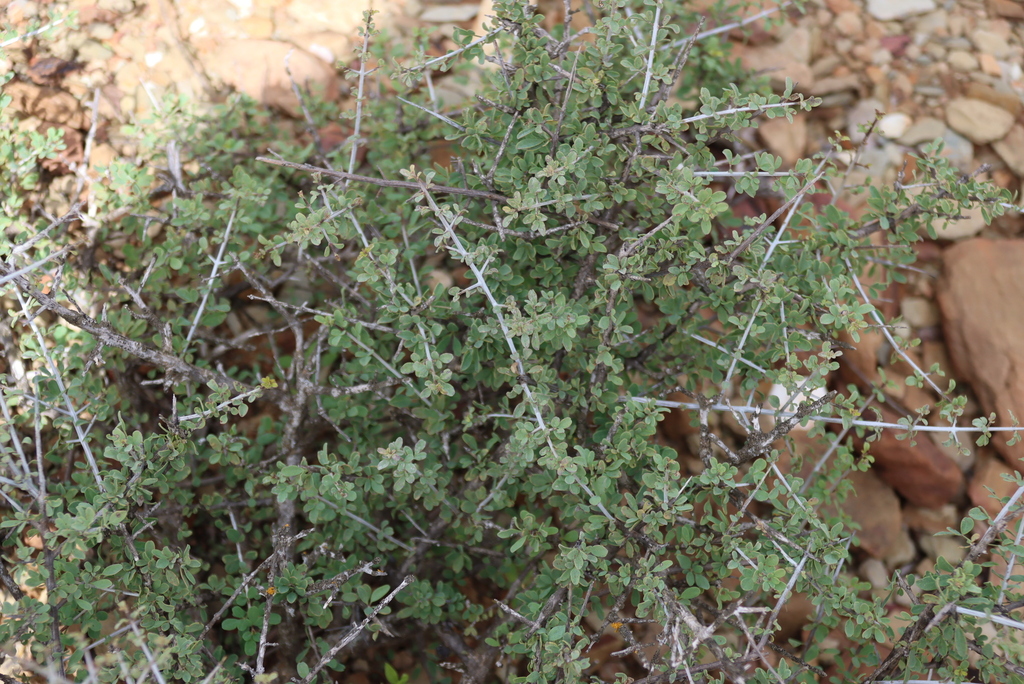 Rhigozum obovatum; photograph (c) Tony Rebelo, some rights reserved (CC BY-SA)