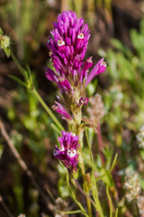 Castilleja densiflora