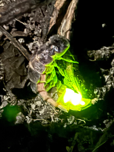 European Glow-worm