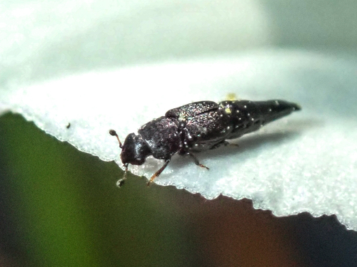 Conotelus obscurus