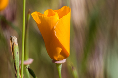 Eschscholzia californica californica