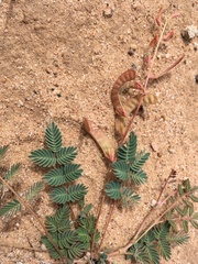 Hoffmannseggia drepanocarpa