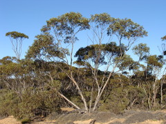 Eucalyptus capitanea