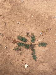 Hoffmannseggia drepanocarpa