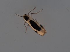 Thysanoptyx