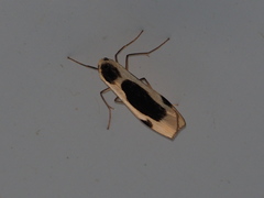 Thysanoptyx