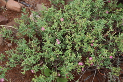 Delosperma testaceum, photograph (c) Tony Rebelo, some rights reserved (CC BY-SA)