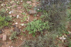 Delosperma testaceum, photograph (c) Tony Rebelo, some rights reserved (CC BY-SA)