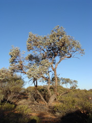 Eucalyptus vokesensis