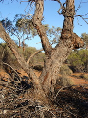 Eucalyptus vokesensis