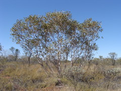 Eucalyptus pachyphylla