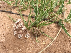 Asclepias involucrata