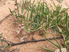 Asclepias involucrata