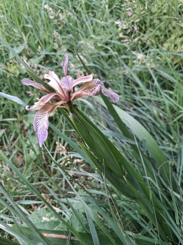 Stinking iris
