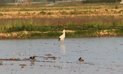 Ciconia ciconia