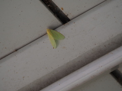 Doratoptera virescens