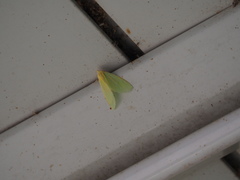 Doratoptera virescens