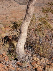 Corymbia eremaea
