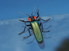 Themus explanaticollis