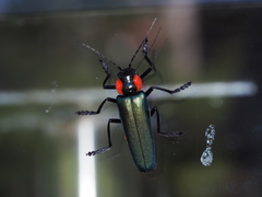 Themus explanaticollis