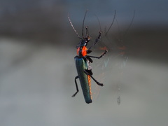 Themus explanaticollis