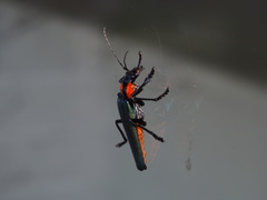 Themus explanaticollis
